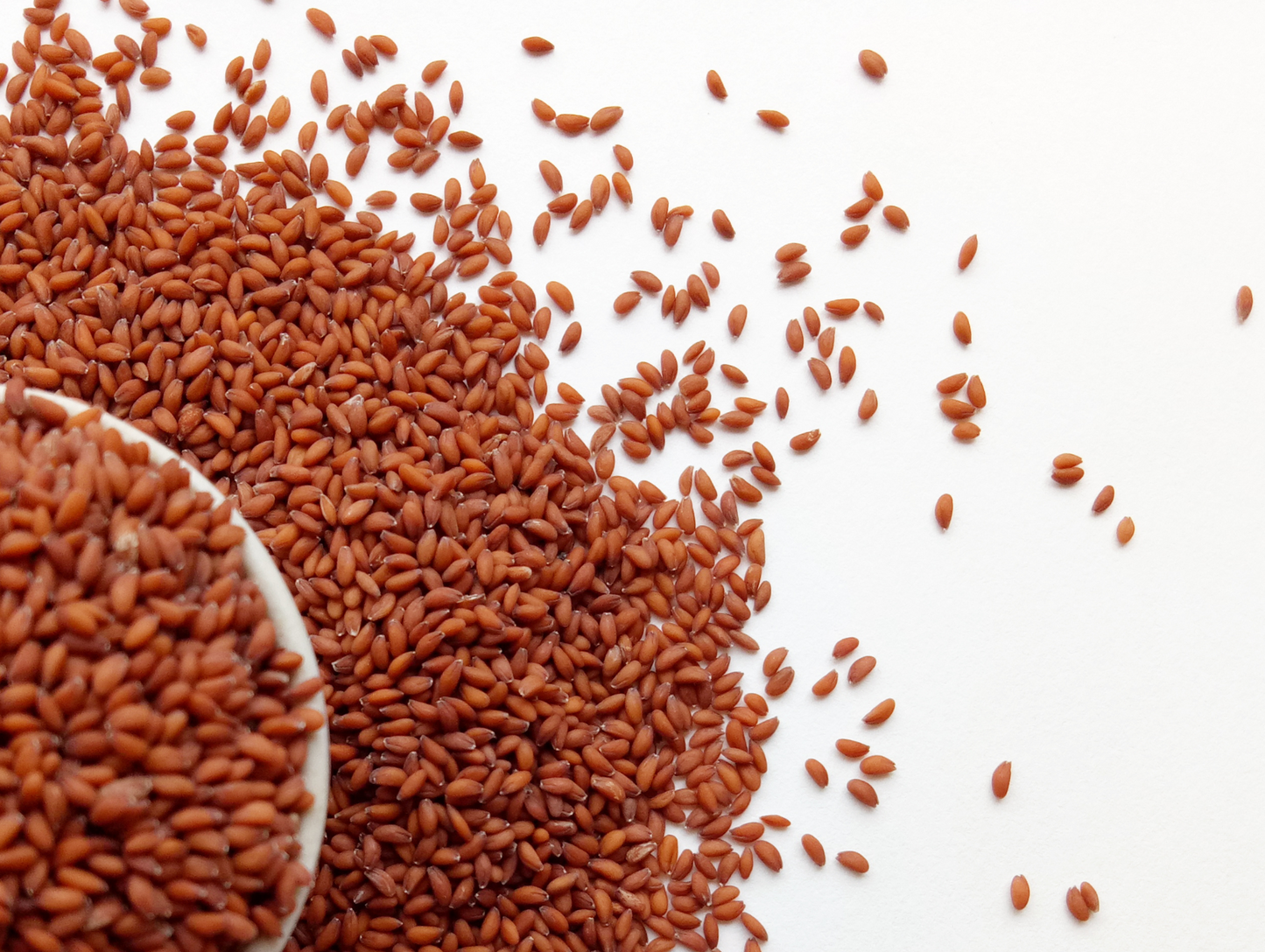Lots de graines de cresson 50G - ABIDO
