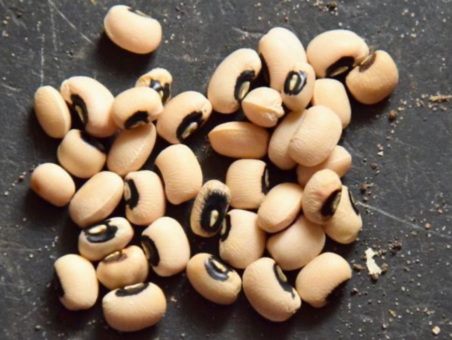 Lot de 6 ou 12 haricots cornilles 400G - SOFRAM