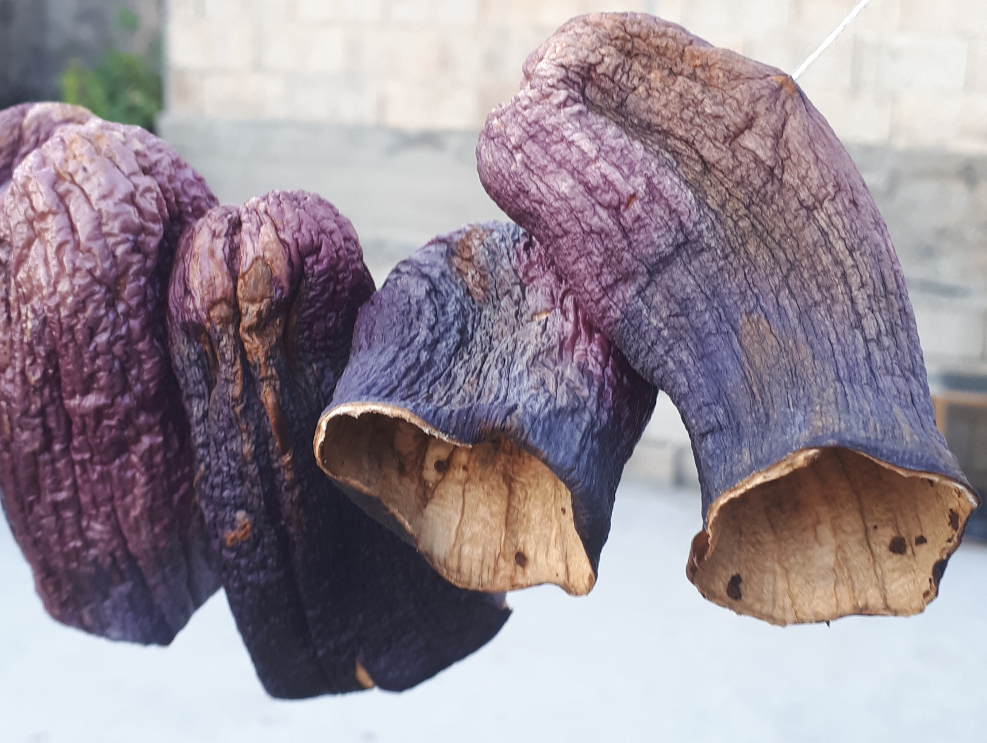 Lot de 12 boîtes d'aubergines séchées 60G LARA