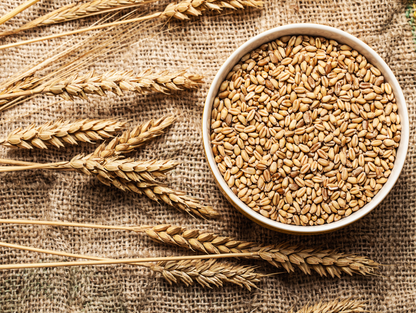 Lot de 6 sachets de blé pelé 1KG - SERA