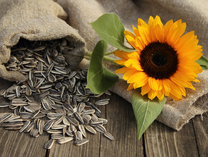 Graines de tournesol salées 250G - AL AMIRA